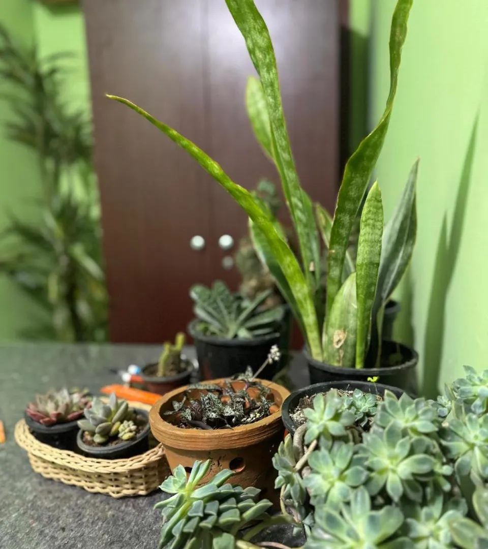 Succulent Homestay Nuwara Eliya 0*,